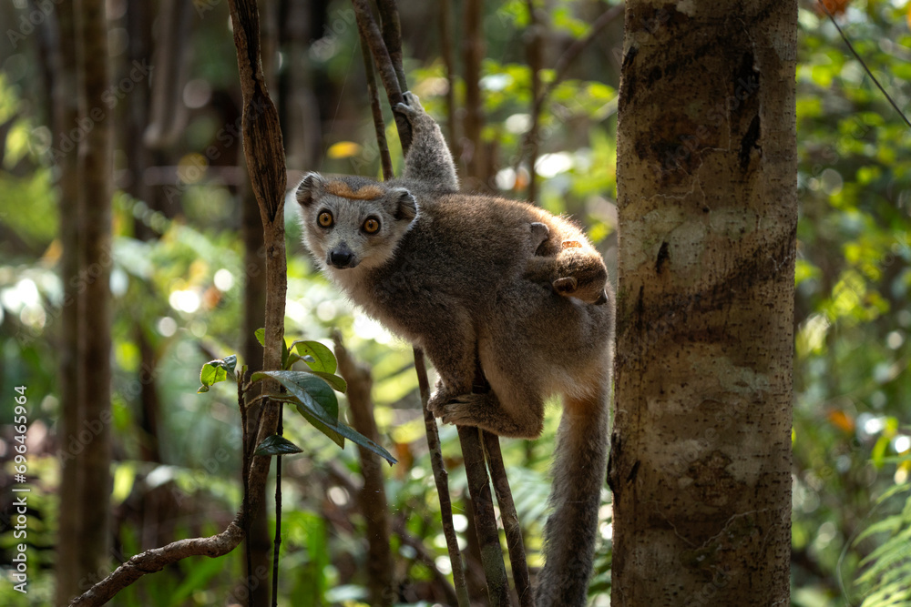 Obraz premium Crowned lemur with baby in the forest. Group of lemurs in Madagascar nature. Gray lemur with brown head.