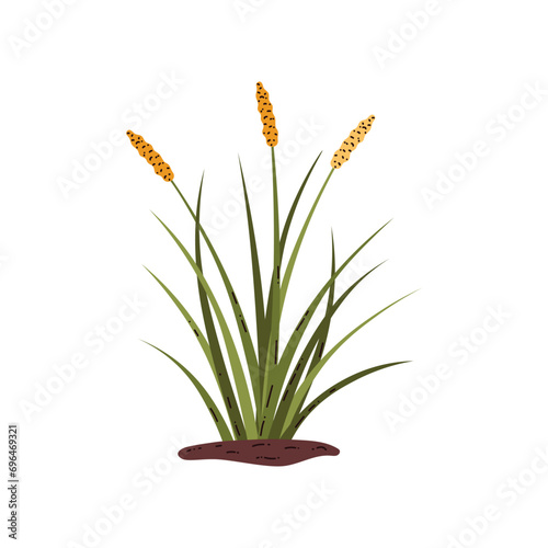 Sedge tundra plant.