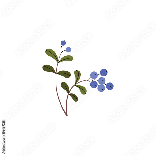 Blueberry on the stem with leaves, wild berries from the forest or tundra vector illustration, vitamins healthy fruit © Kudryavtsev