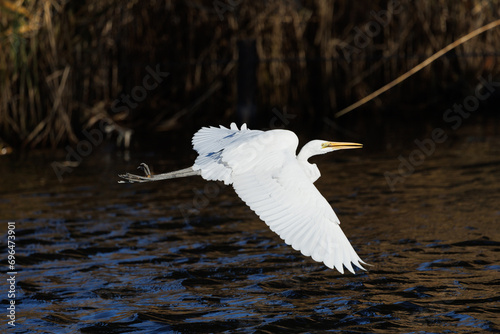 飛べ！ダイサギ　川を飛ぶ白鷺 photo