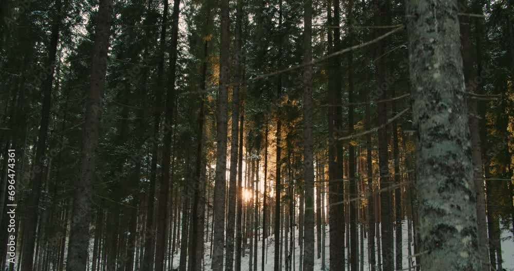 sun breaks through tree trunks. Beautiful evening scene, sun rays break through branches of trees. Sunbeams in winter forest. sun's rays break through bare trunks trees and branches. Peace and quiet sun breaks through tree trunks. Beautiful evening scene, sun rays break through branches of trees. Sunbeams in winter forest. sun's rays break through bare trunks trees and branches. Peace and quiet