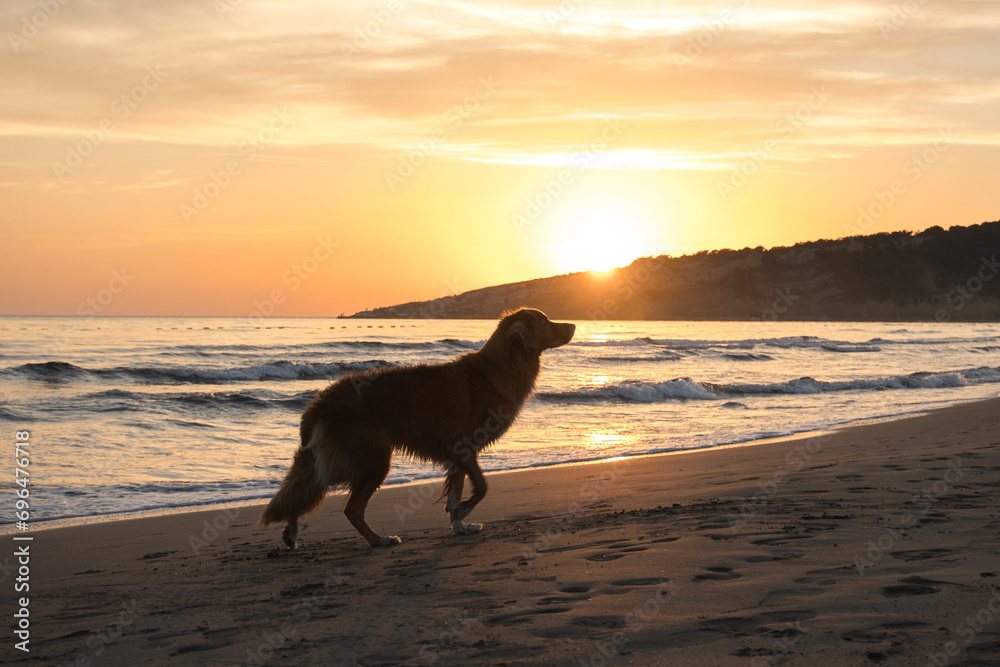Nova Scotia Duck Tolling Retriever enjoys a sunset beach stroll. Silhouetted against the fading sun, the dog embodies serene beachside bliss Nova Scotia Duck Tolling Retriever enjoys a sunset beach stroll. Silhouetted against the fading sun, the dog embodies serene beachside bliss