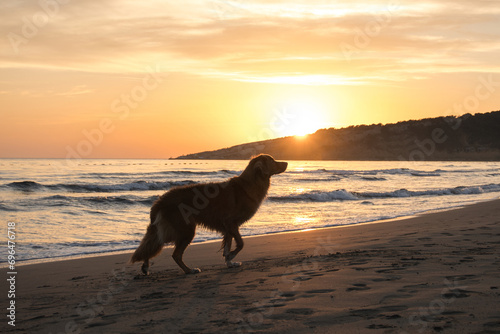 Nova Scotia Duck Tolling Retriever enjoys a sunset beach stroll. Silhouetted against the fading sun, the dog embodies serene beachside bliss photo