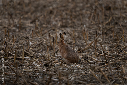 European hare is hiding on the field. Common hare on the open space. Hare is blending on the field.
