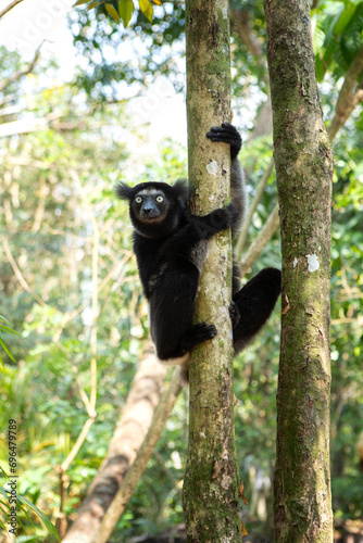 Indri in the forest. One of the biggest lemur in Madagascar nature. Black and white lemur is climbing on the tree. 
