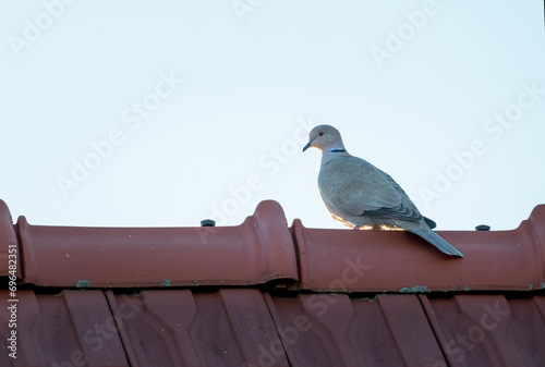 pidgeon resting on the roof photo