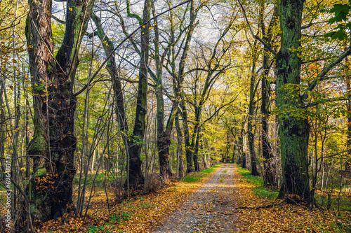 Fototapeta Naklejka Na Ścianę i Meble -  Złota Jesień