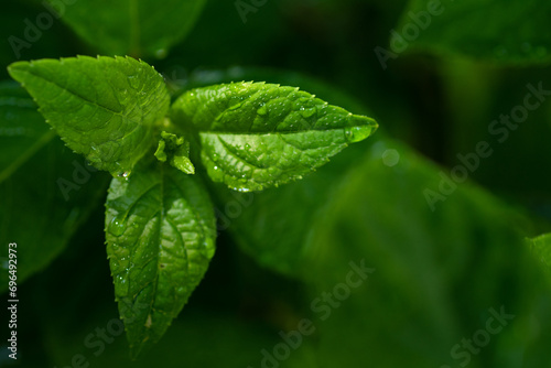 beautifyl fresh green hydrangea leaves background with water drops. macro shot