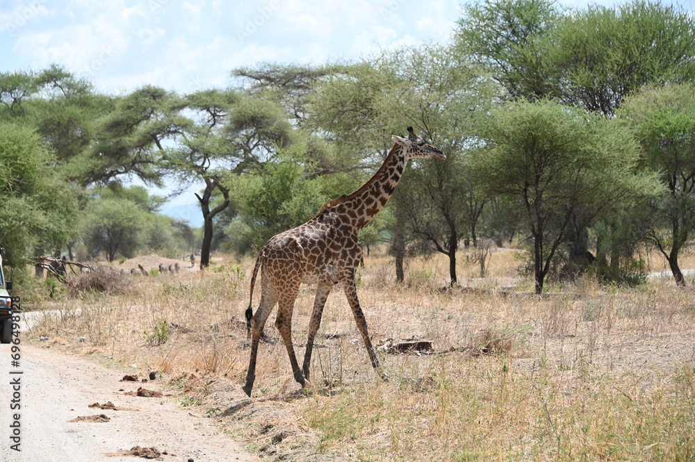 Obraz premium giraffe in the savannah