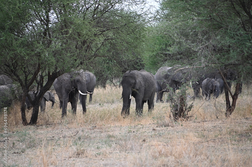 elephants in the savannah