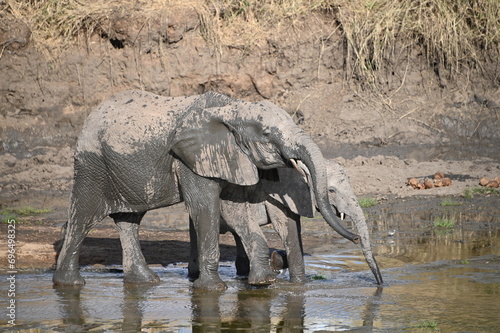 Canvas Print Drinking elephants