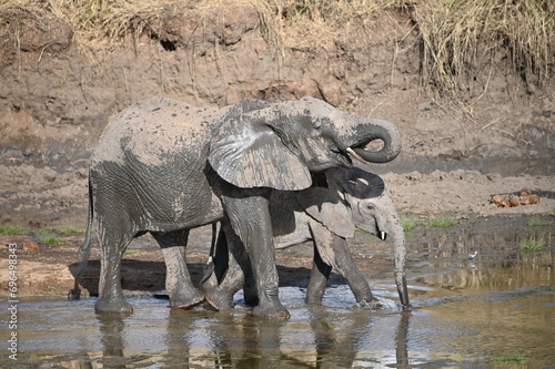 Photography drinking elephants