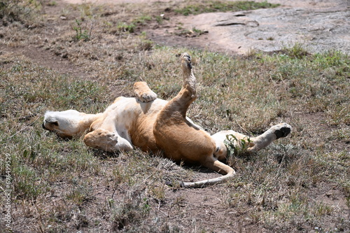 Lying Lioness