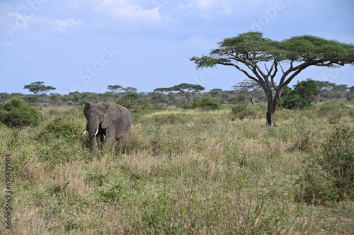 Elephant in Serengeti, Tanzania, Africa