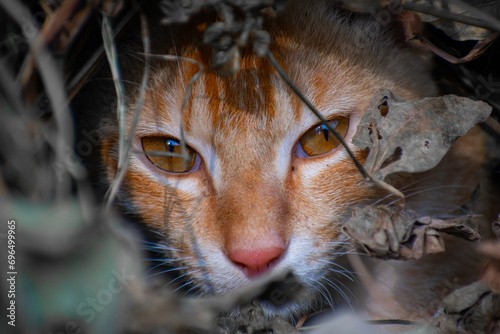 Photography A cute cat close up portrait in the jangle in the day time in the north eastern India
