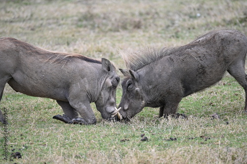 Warthogs in Tanzania, Africa