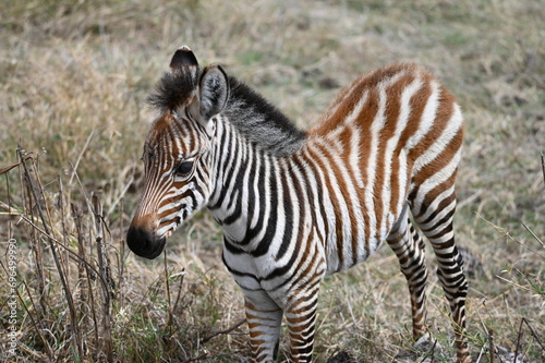 Zebra in Tanzania, Africa