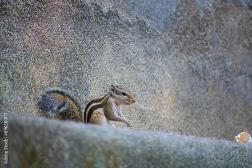 The Indian palm squirrel or three-striped palm squirrel is a species of rodent in the family Sciuridae found naturally in India and Sri Lanka.