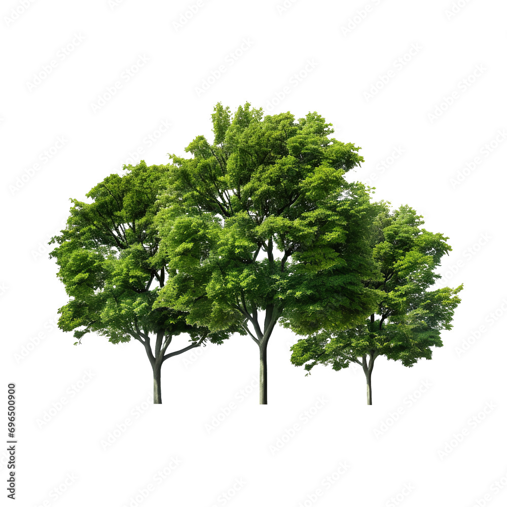 Natural Group of tree isolated on transparent background Natural Group of tree isolated on transparent background
