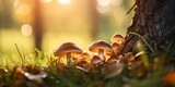 Gorgeous macro shot of woodland fungi in fall foliage, tiny new mushrooms sprouting in the woods, surrounded by leaves, capturing the enchanting idea of mushroom foraging.