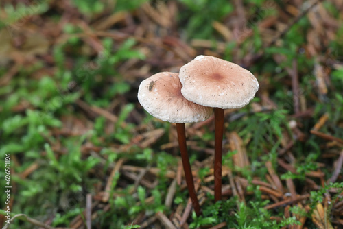 Vampires bane, Mycetinis scorodonius, known as garlic scented mushroom, wild edible fungus from Finland