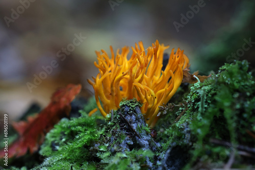 Yellow stagshorn fungus, Calocera viscosa, wild mushroom from Finland photo