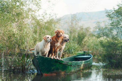 Wall Mural The Labrador and Nova Scotia Duck Tolling Retriever in boat, embarking on a river journey