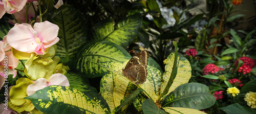 Vienna, Austria. Inside the botanical greenhouse of the Butterfly House, a specimen of Morpho Peleides on a plant with closed wings. Banner Header image. photo