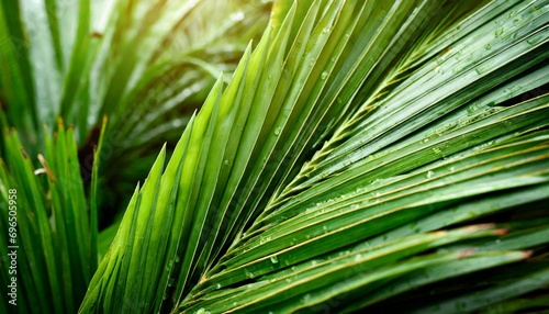 tropical background green coconut palm leaf closeup nature view of palm leaves background textures after rain relaxing natural sunlight exotic nature pattern botany jungle artistic foliage