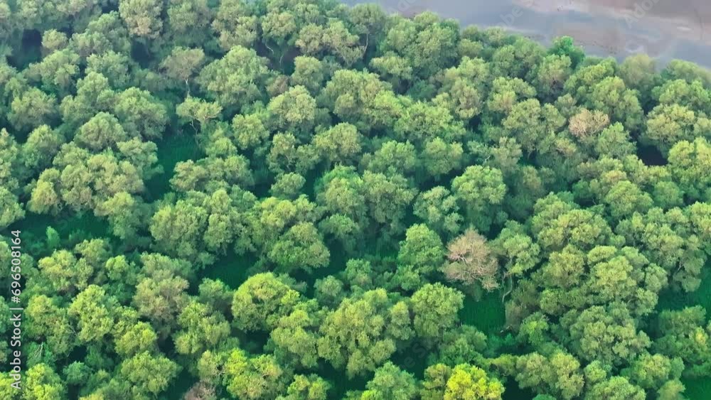 Aerial view of mangrove cover in Mumbai city. Green lush cover of mangroves, salt pans, water bodies with bird tracks Aerial view of mangrove cover in Mumbai city. Green lush cover of mangroves, salt pans, water bodies with bird tracks