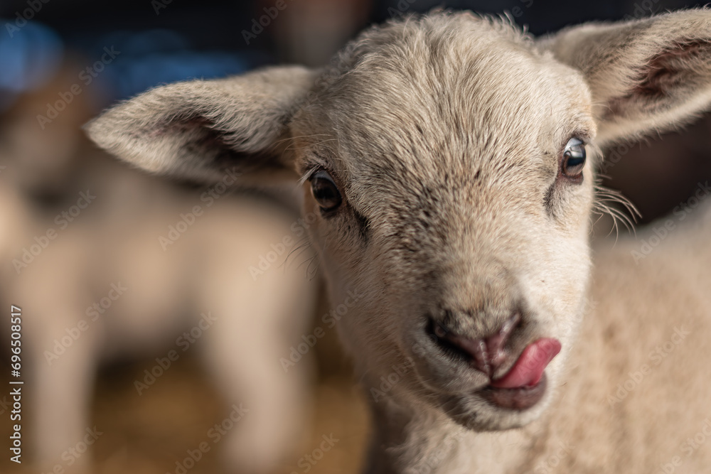 scenes during lambing season showing lambs in a barn