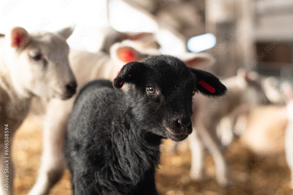 scenes during lambing season showing lambs in a barn scenes during lambing season showing lambs in a barn
