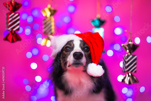 border collie w świątecznej scenerii z cukierkami na różowym tle z bokeh