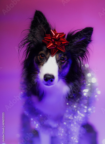 Obraz na płótnie Ciemny pies border collie z gwiazdką świąteczną na głowie w bożonarodzeniowej scenerii w studio na fioletowym tle w salonie