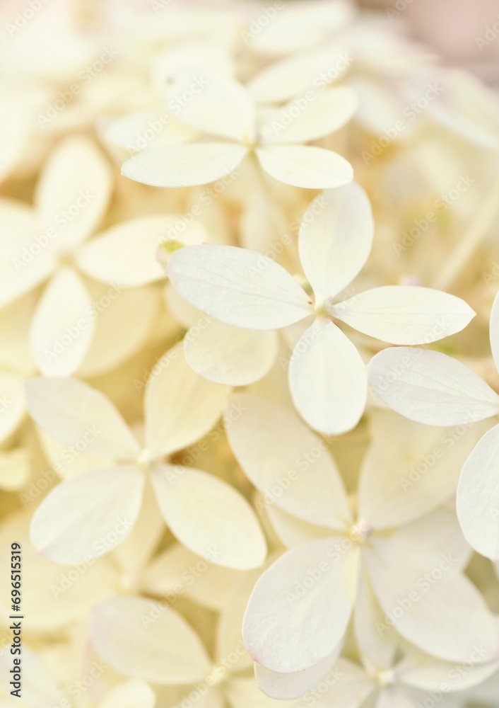 Fototapeta premium beautiful blossom of white ivory hydrangea background at summer day. macro