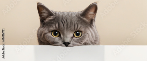 Charming Grey British Cat Playfully Peeking from White Table with Space for Text