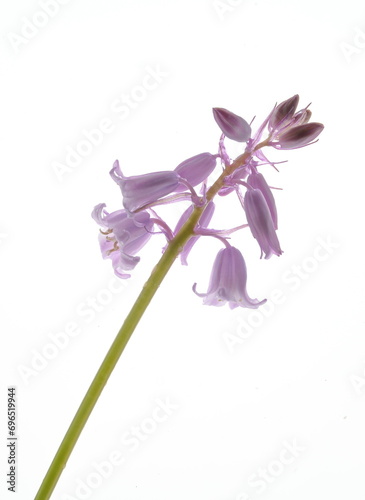 Hasengloeckchen photo