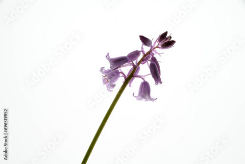 Hasengloeckchen photo