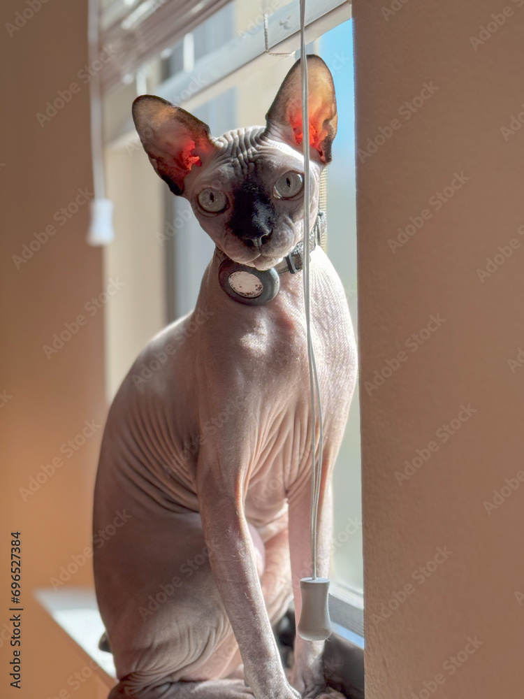 sphynx cat white standing on window seal staring at office desk day dreaming