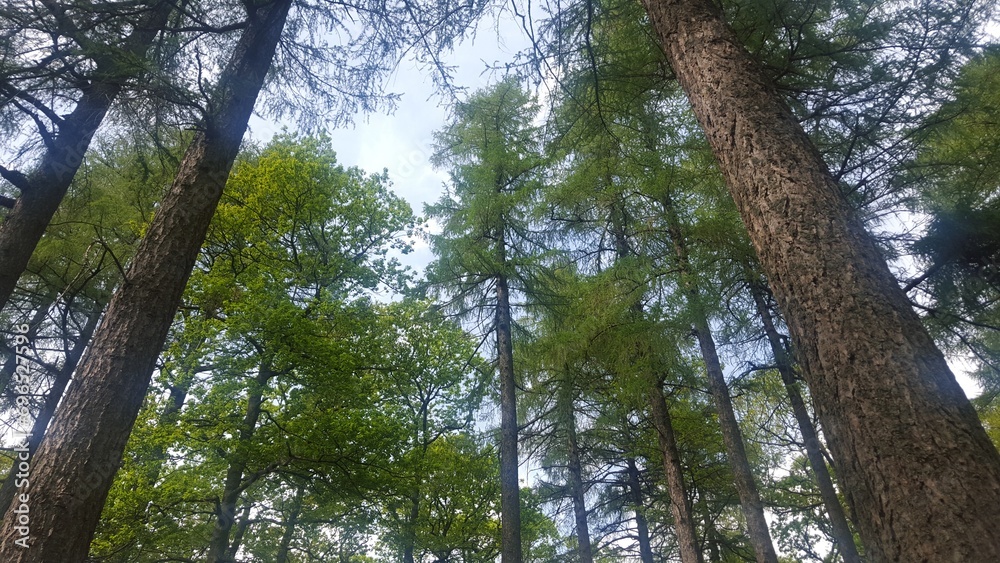 Fototapeta premium Tall trees in the forest