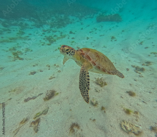 A magnificent giant sea turtle spreads its paws and swims in the blue depths of the sea