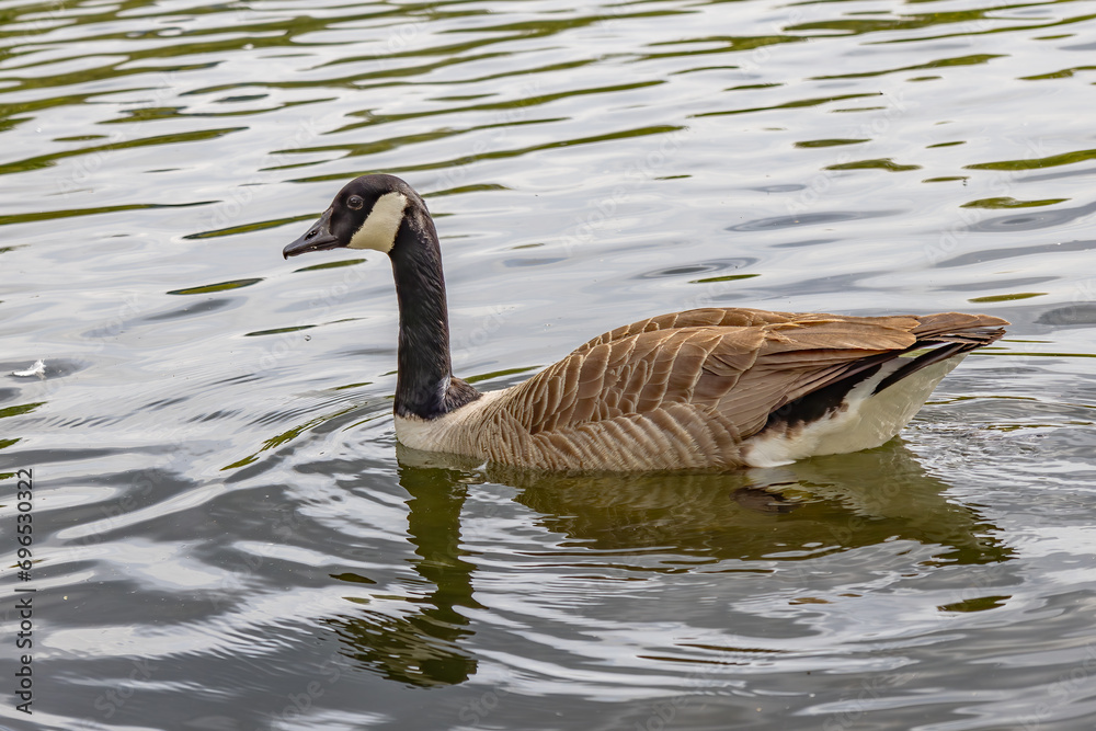 Obraz premium Canada goose (Branta canadensis), swimming in a pond. It is brown-backed, light-breasted North American goose with a black head and neck.