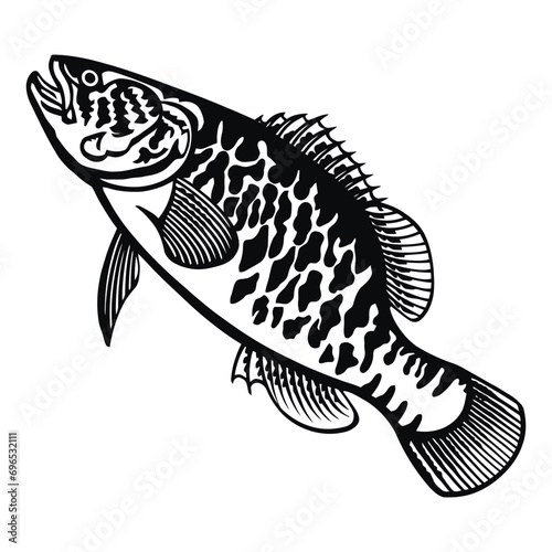 Murray Cod - American Fishes - Logo Fish