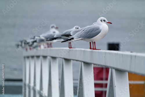 Ptaki nad morzem północnym w mieście Den Helder w Holandii.