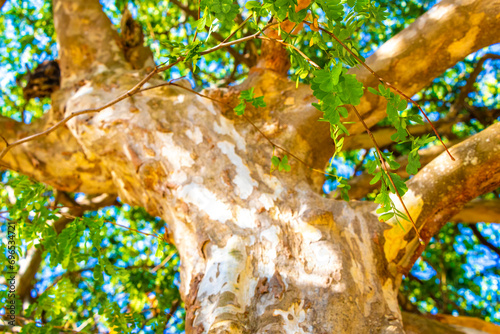 Fototapeta Naklejka Na Ścianę i Meble -  Texture of the bark of a tropical tree jungle Mexico.