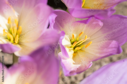 flowering beautiful white - violet crocuses at sunny autumn day. macro