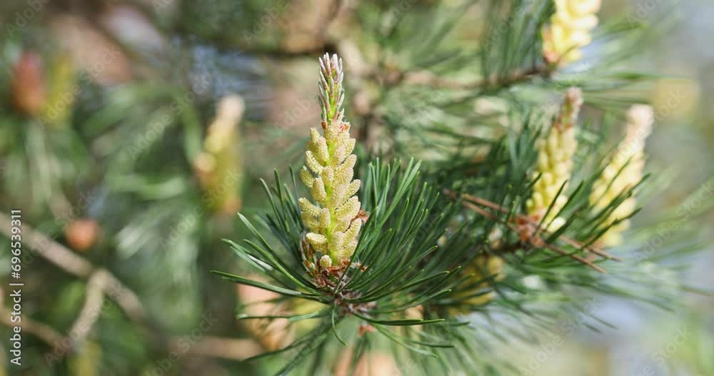 Slow motion video of small young pine cones, spring pine blossom Slow motion video of small young pine cones, spring pine blossom