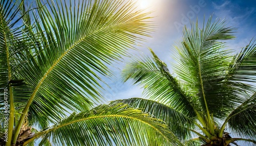 tropical palm leaf background coconut palm trees perspective view
