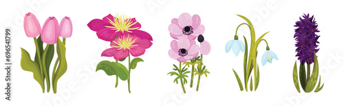 Wildflower and Botany Growing on Green Stem Vector Set