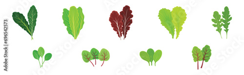 Leaf Vegetables or Salad Greens as Edible Plant Vector Set